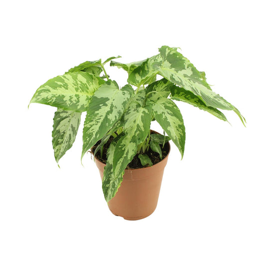 Schismatoglottis Pusilla - Ø15cm - ↕40cm