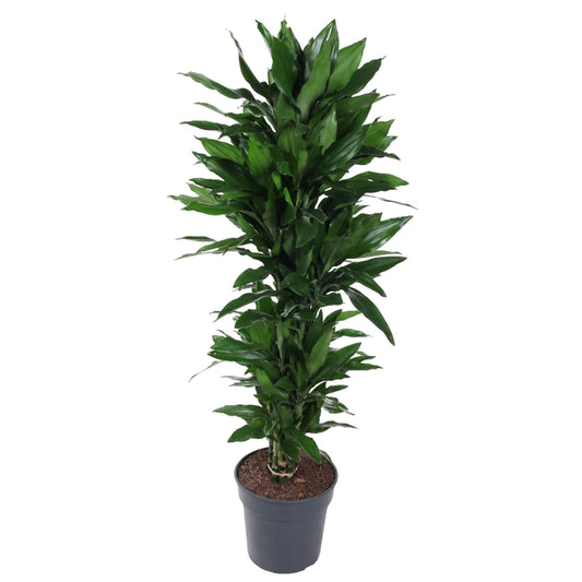 Drachenbaum Janet Lind – Stilvolle & Pflegeleichte Zimmerpflanze 120 cm