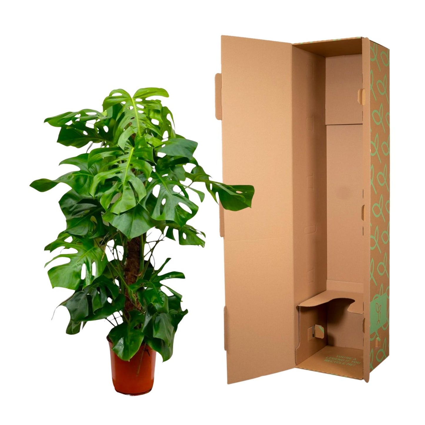 Monstera Deliciosa XXL – 150 cm Fensterblatt Pflanze
