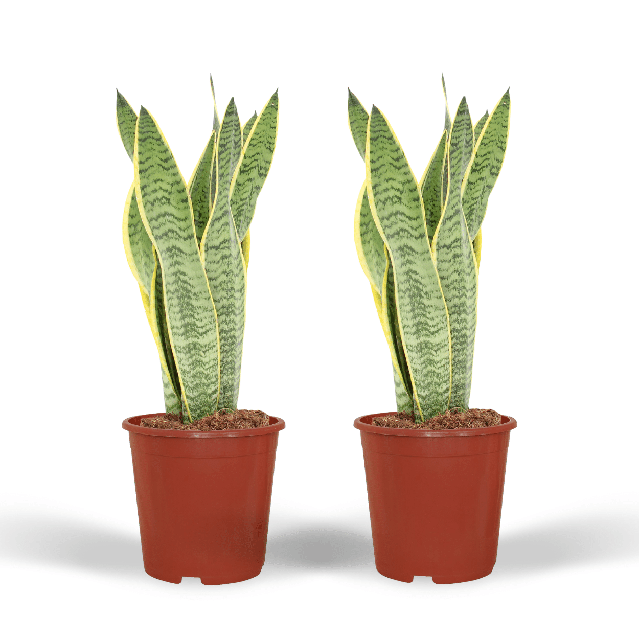 2x Sansevieria Laurentii - Frauenzunge - 40cm - ø14