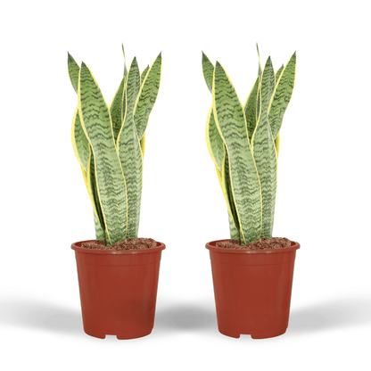 2x Sansevieria Laurentii - Frauenzunge - 40cm - ø14