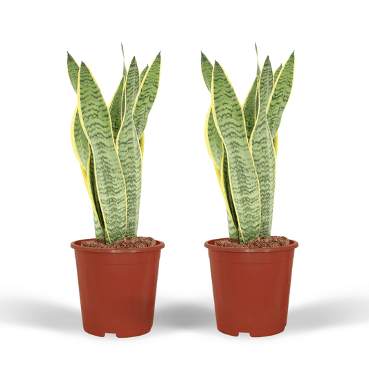 2x Sansevieria Laurentii - Frauenzunge - 40cm - ø14