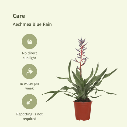 2x Aechmea Blue Rain - Tube Bromelie - 45cm - ø12