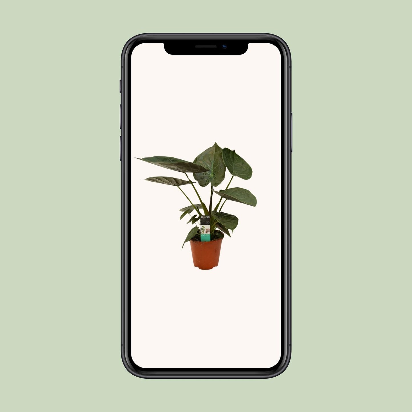 Alocasia Wentii - Ø19cm - ↕75cm