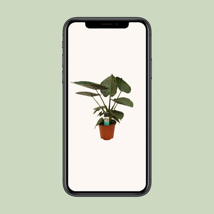 Alocasia Wentii - Ø19cm - ↕75cm