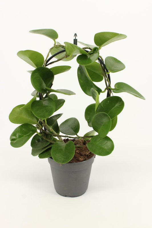 Hoya Boog P12 - Ø12cm - ↕40cm