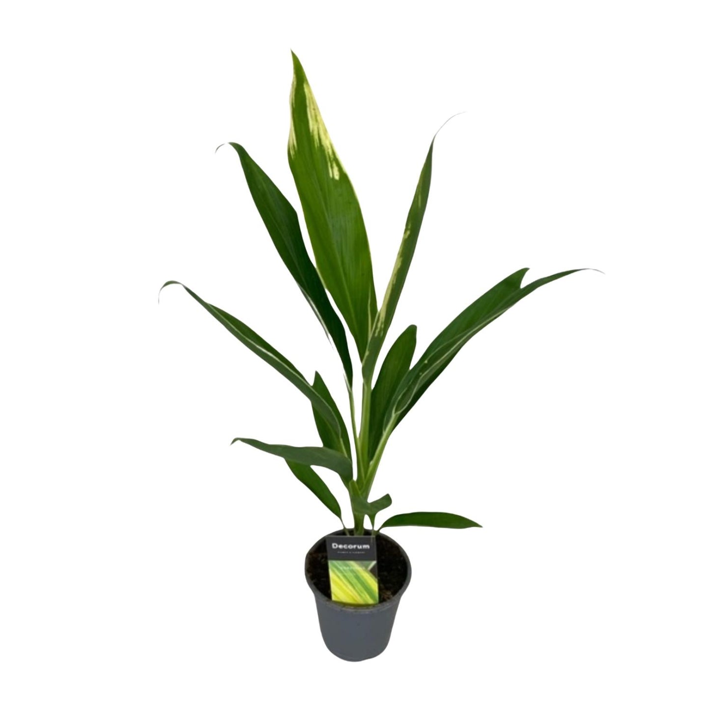 Cordyline Conga - Ø12cm - ↕45cm