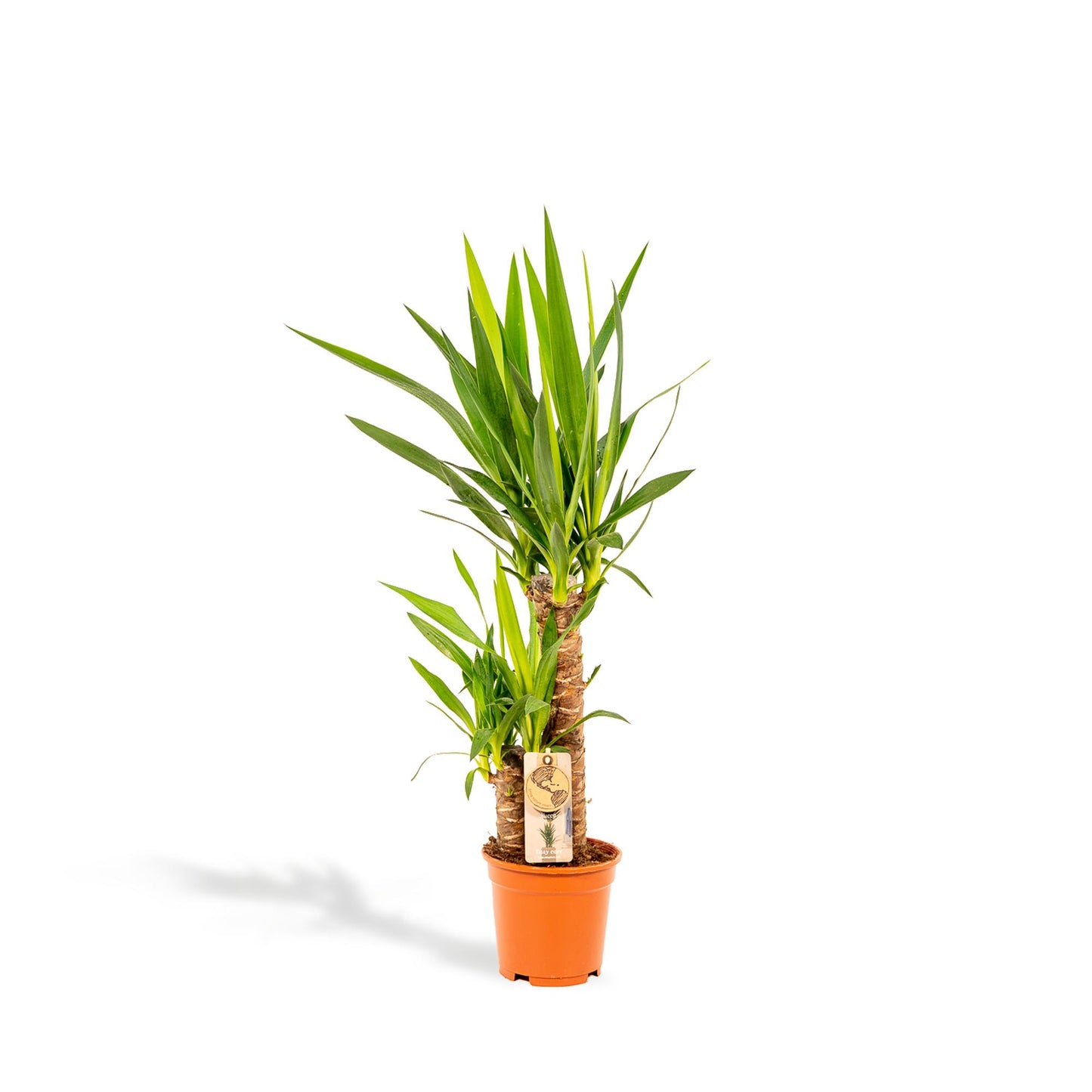 Yucca Palme 90 cm – Pflegeleichte exotische Zimmerpflanze