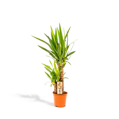 Yucca Palme 90 cm – Pflegeleichte exotische Zimmerpflanze