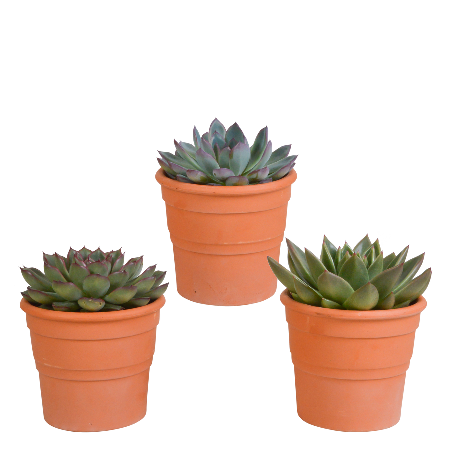 Echeveria Mix 3er Set im Terrakottatopf 10,5 cm