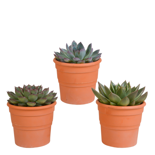 Echeveria Mix 3er Set im Terrakottatopf 10,5 cm