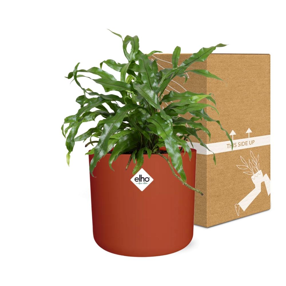 Microsorum Diversifolium in ELHO b.for soft rond 14cm brique