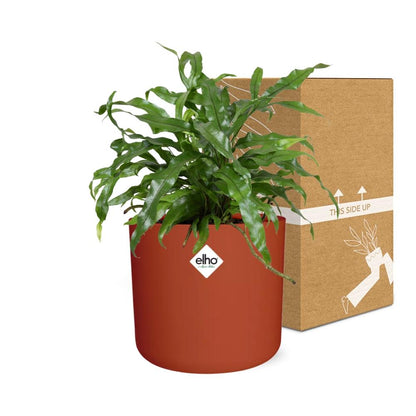 Microsorum Diversifolium in ELHO b.for soft rond 14cm brique