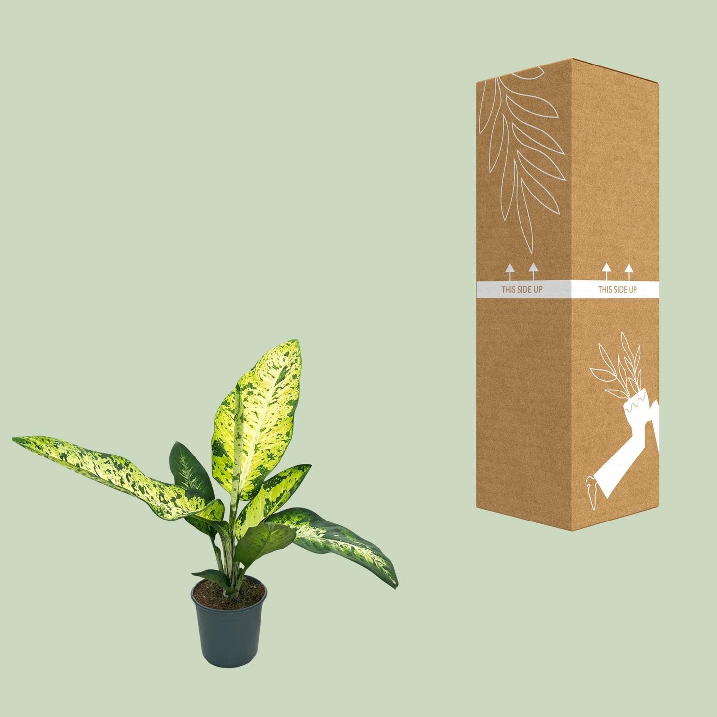 Dieffenbachia Mars - Ø24cm - ↕110cm