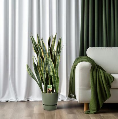 Sansevieria Laurentii P26 - Extra Dik - Ø27cm - ↕100cm