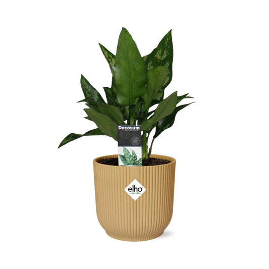 Aglaonema Maria in ELHO Vibes Fold 14cm geel