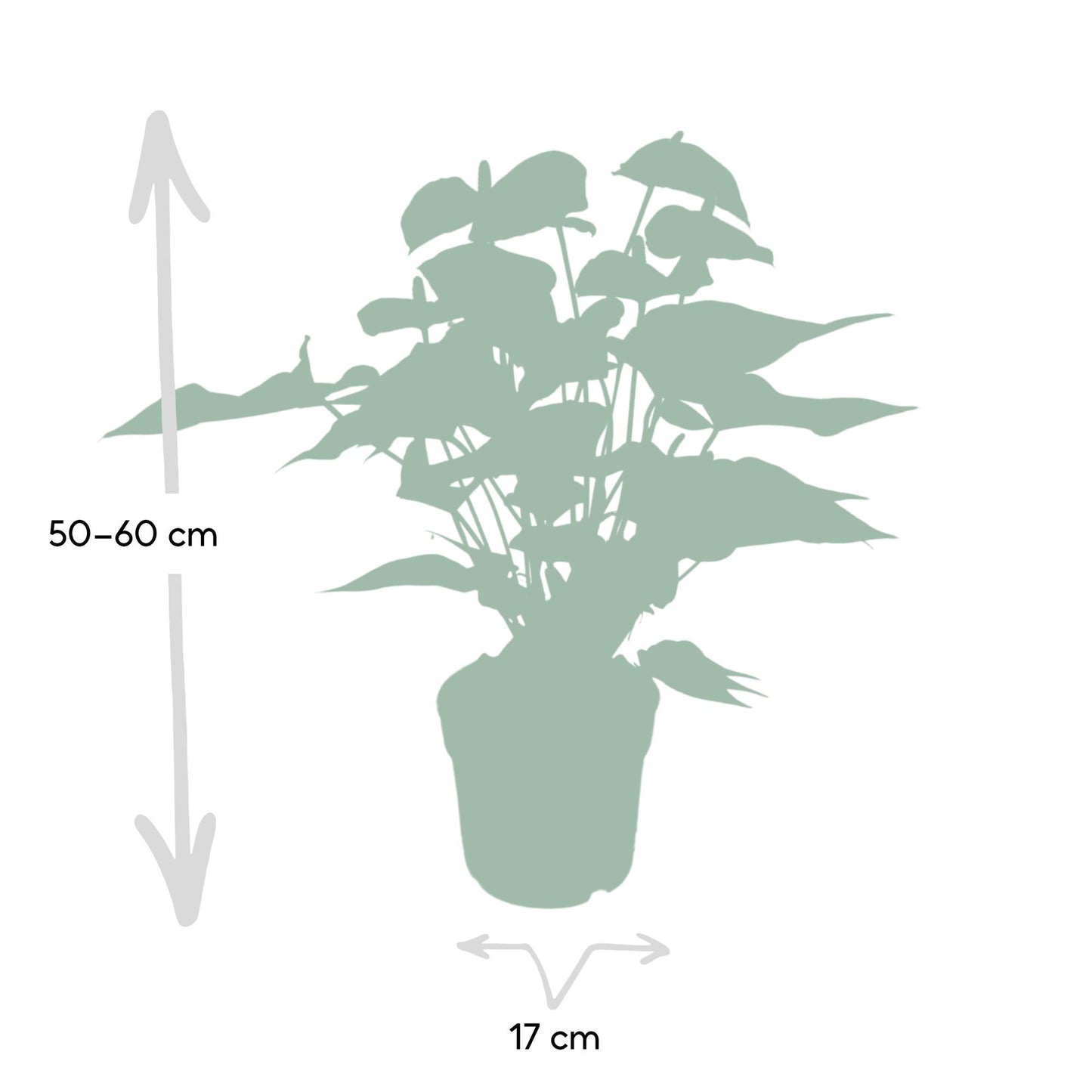 Anthurium Red - Ø17cm - ↕55cm - Ø17cm - ↕55cm