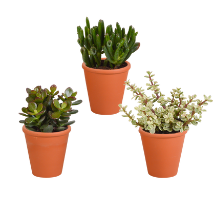 Crassula-Mix 3er Set im Terrakotta-Topf 8,5 cm