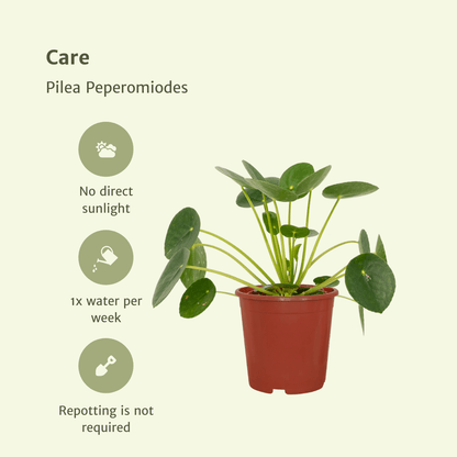2x Pilea Peperomiodes - Pfannkuchenpflanze - 20cm - ø12