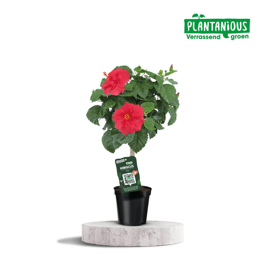 Hibiscus Rosa-sinensis Rood - Ø19cm - ↕75cm