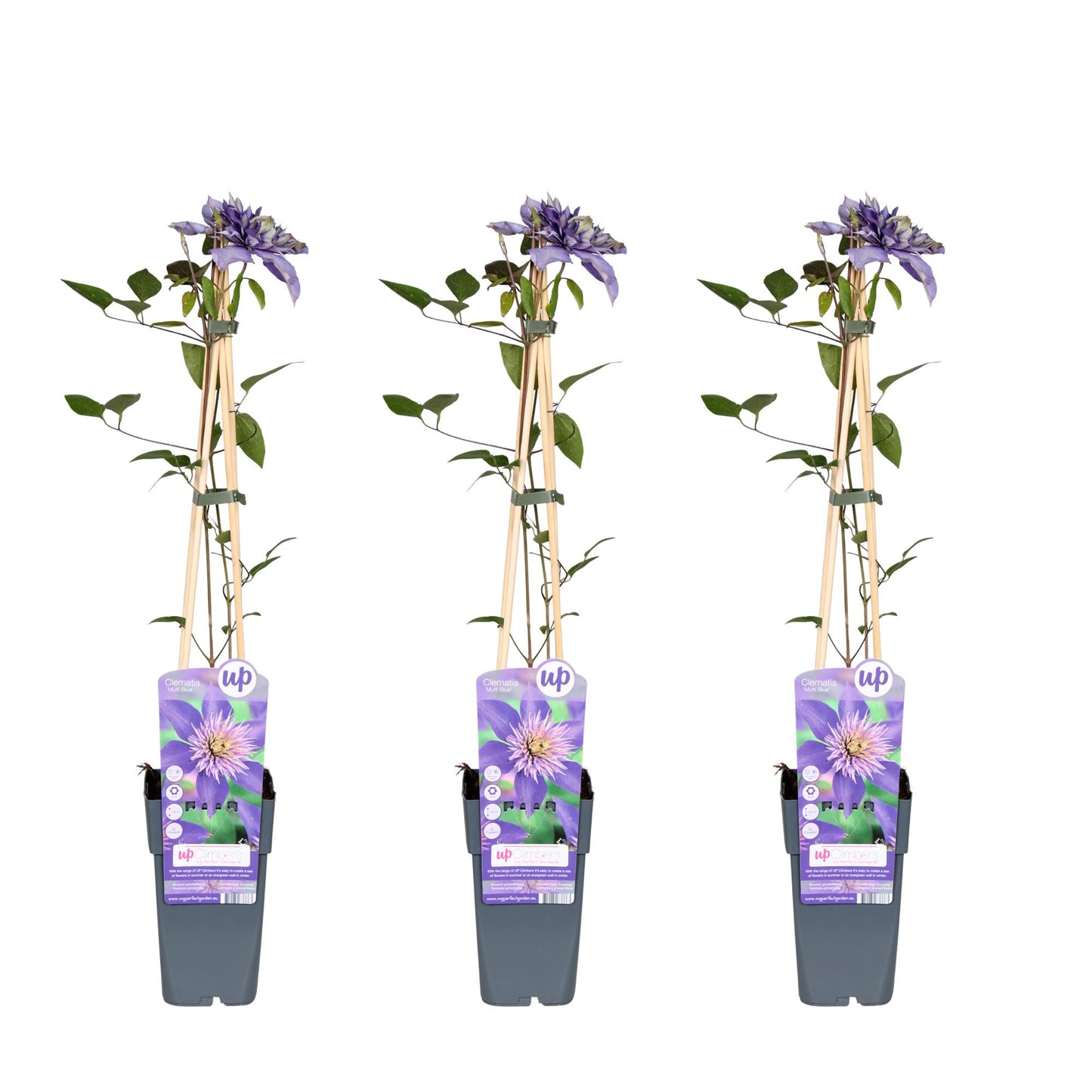 3x - Clematis Multi Blue - ↨65cm - Ø15