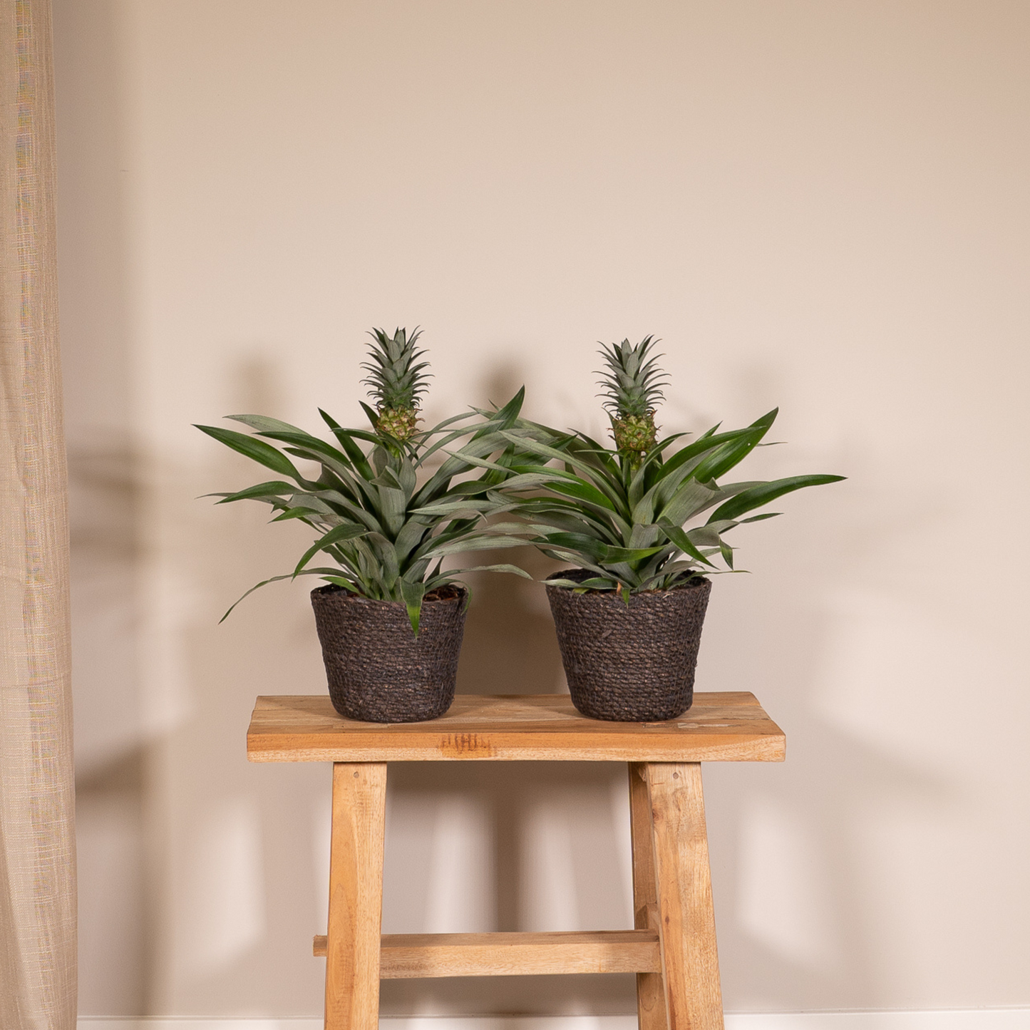 Bromelia (Ananaspflanze) - 2 Stücke - Ø12cm - ↕30cm