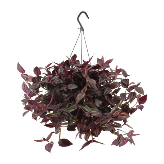 Tradescantia Jewel Red H - Ø17cm - ↕25cm
