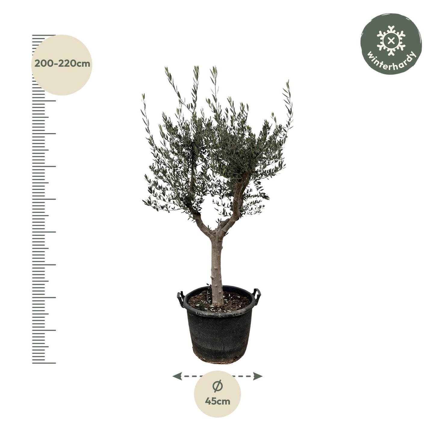 Olivenbaum 220 cm – Mediterrane Kübelpflanze für Balkon & Terrasse