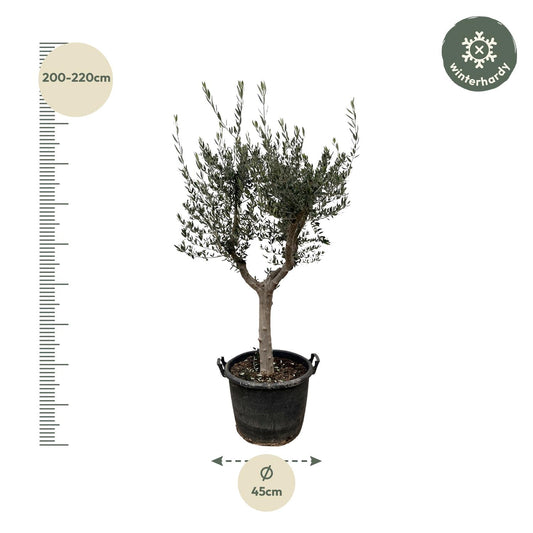 Olivenbaum 220 cm – Mediterrane Kübelpflanze für Balkon & Terrasse