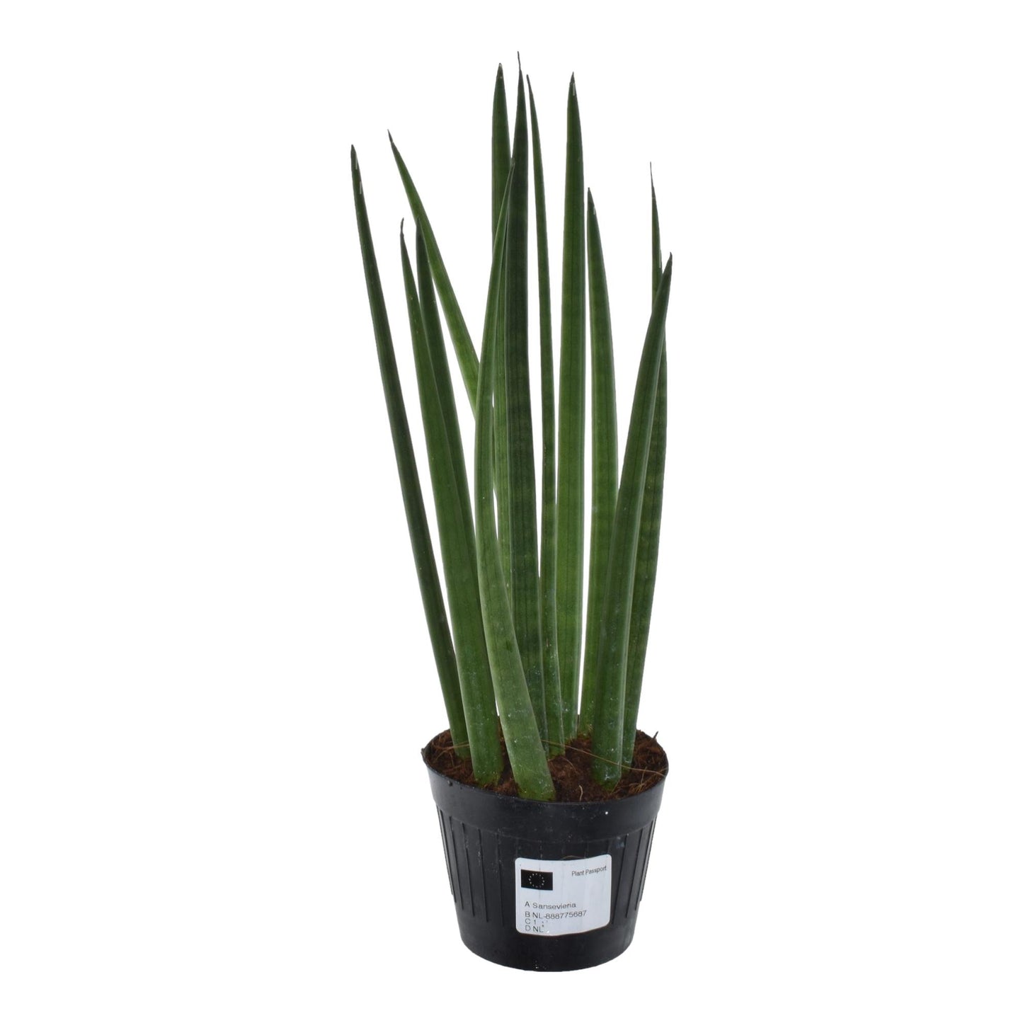 Bogenhanf Mikado – Pflegeleichte Zimmerpflanze 38 cm