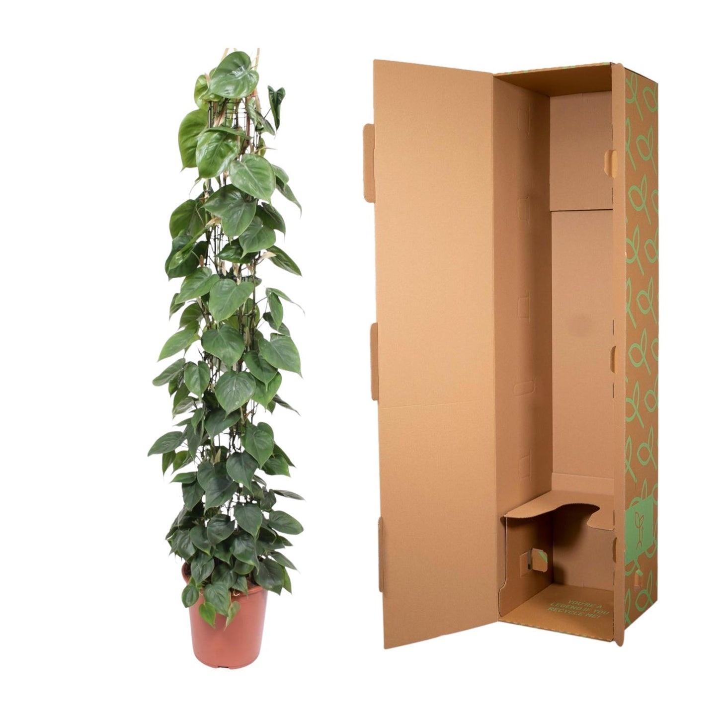 Philodendron Scandens – 160 cm pflegeleichte Rankpflanze