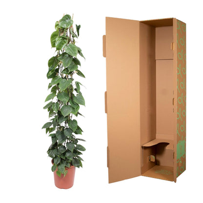 Philodendron Scandens – 160 cm pflegeleichte Rankpflanze