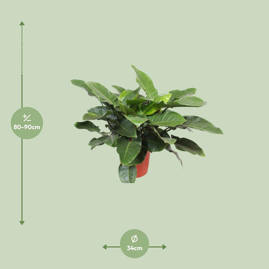 Philodendron Imperial Green - Ø34cm - ↕90cm