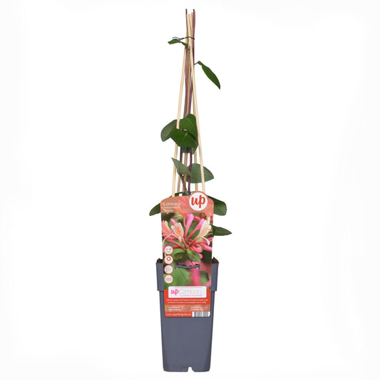 3x - Lonicera periclymenum 'Belgica' - ↨65cm - Ø15