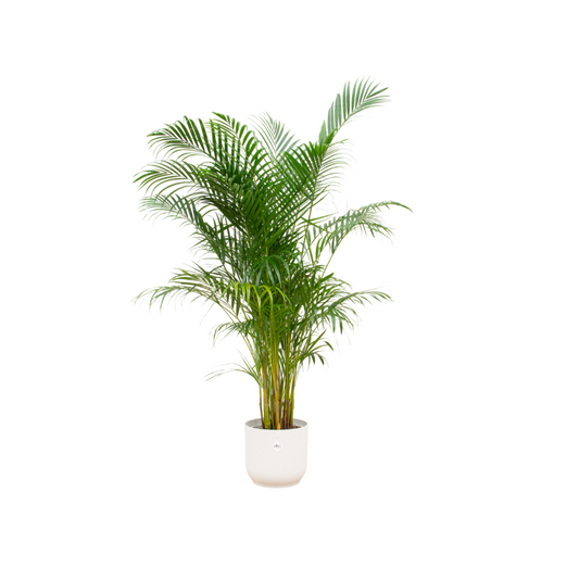 Goldfruchtpalme 160 cm mit weißem Design-Pflanztopf