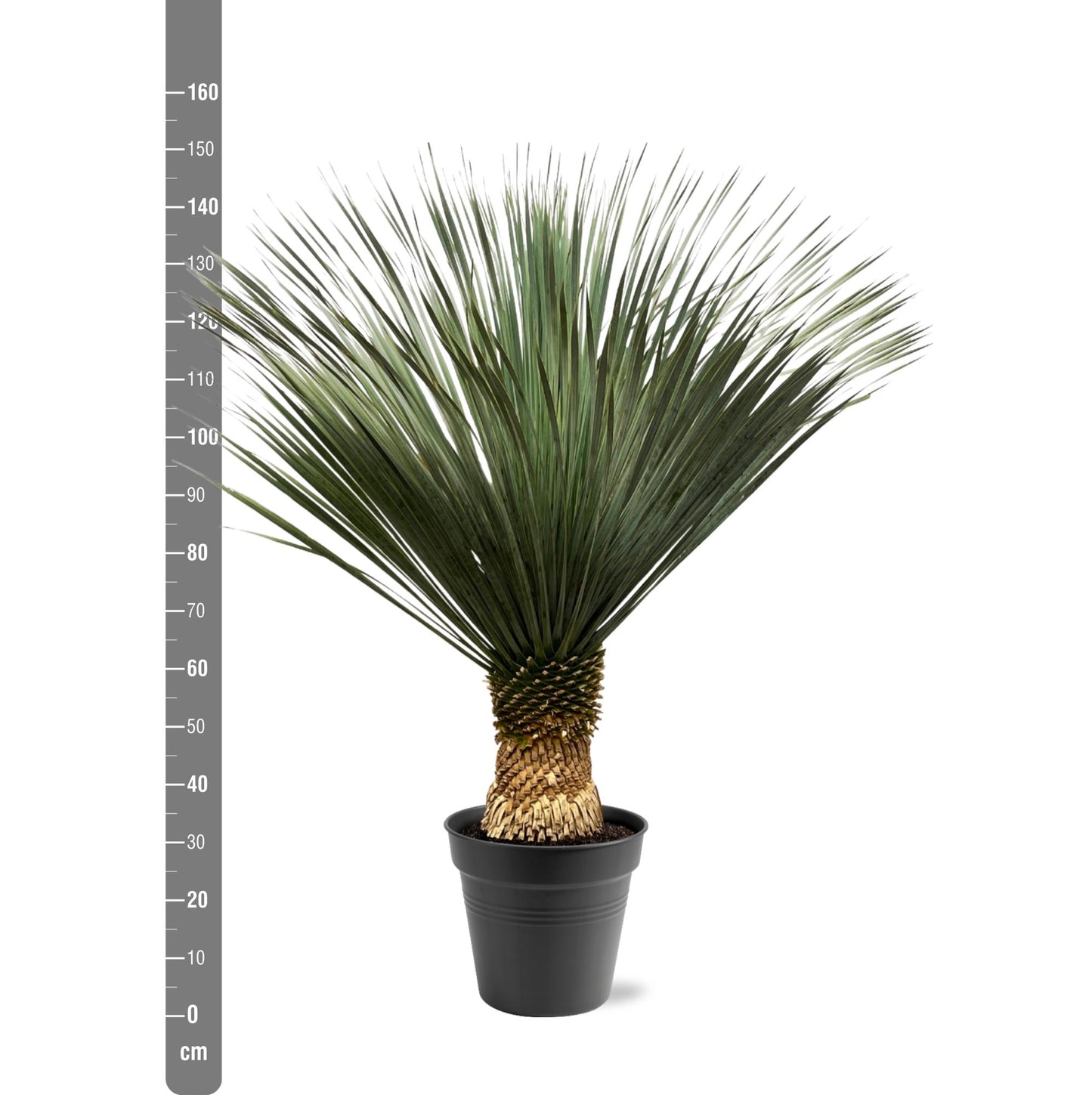 Blaue Palmlilie 130-150 cm – Yucca Rostrata – Exotische Kübelpflanze