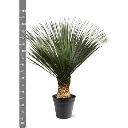 Blaue Palmlilie 130-150 cm – Yucca Rostrata – Exotische Kübelpflanze