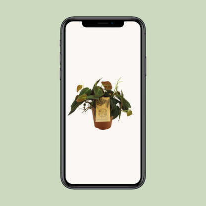Philodendron Micans - Ø15cm - ↕40cm