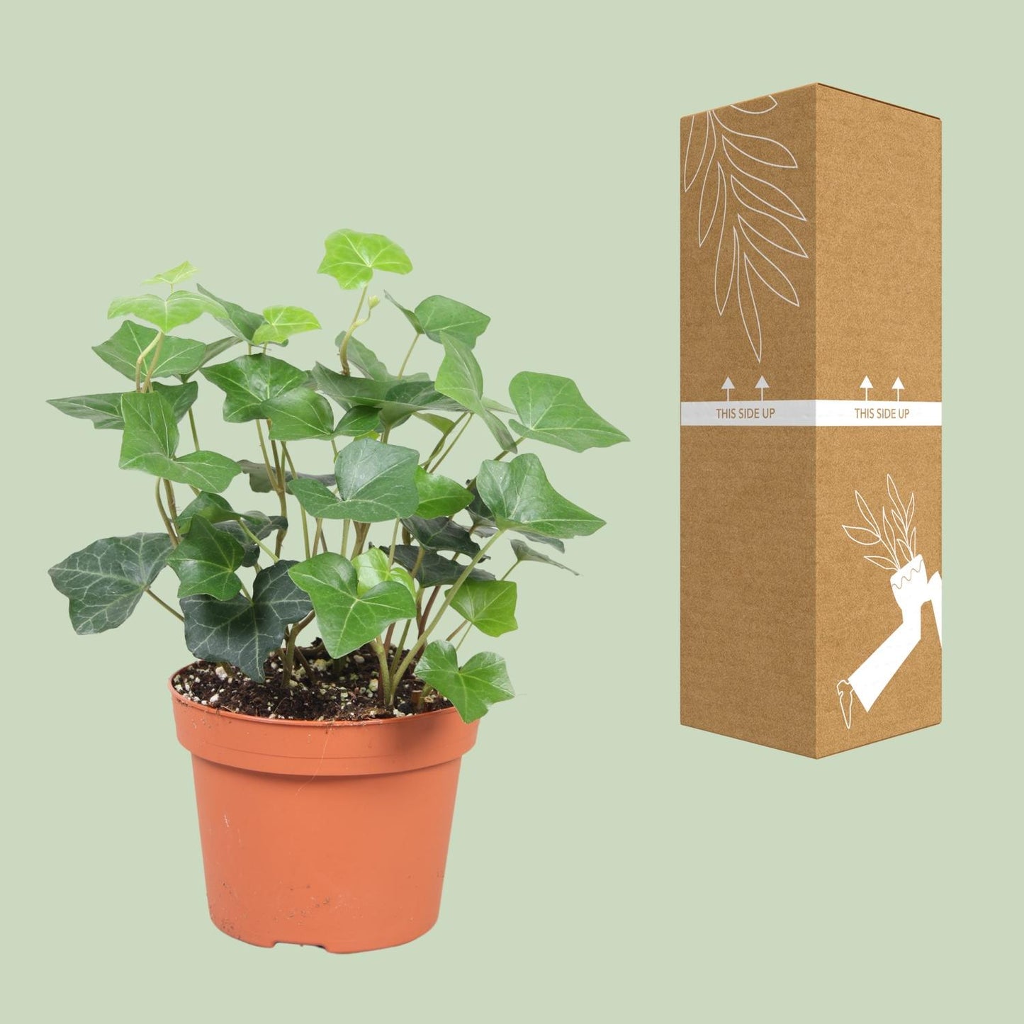 Hedera Hibernica - Ø13cm - ↕30cm