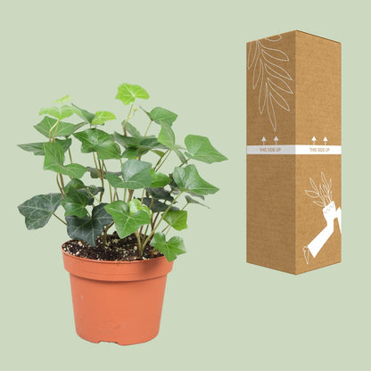 Hedera Hibernica - Ø13cm - ↕30cm