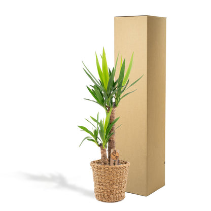 Yucca mit Korb - ↨100cm - Ø21cm