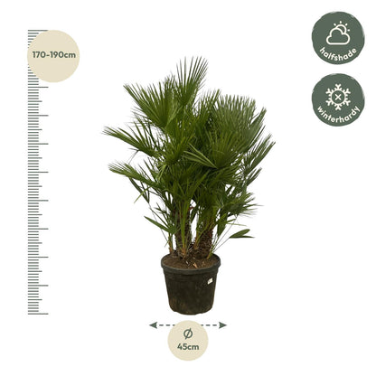 Zwergpalme 160-180 cm – Mediterrane Kübelpflanze mehrstämmig