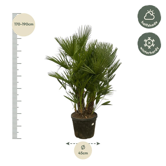 Zwergpalme 160-180 cm – Mediterrane Kübelpflanze mehrstämmig