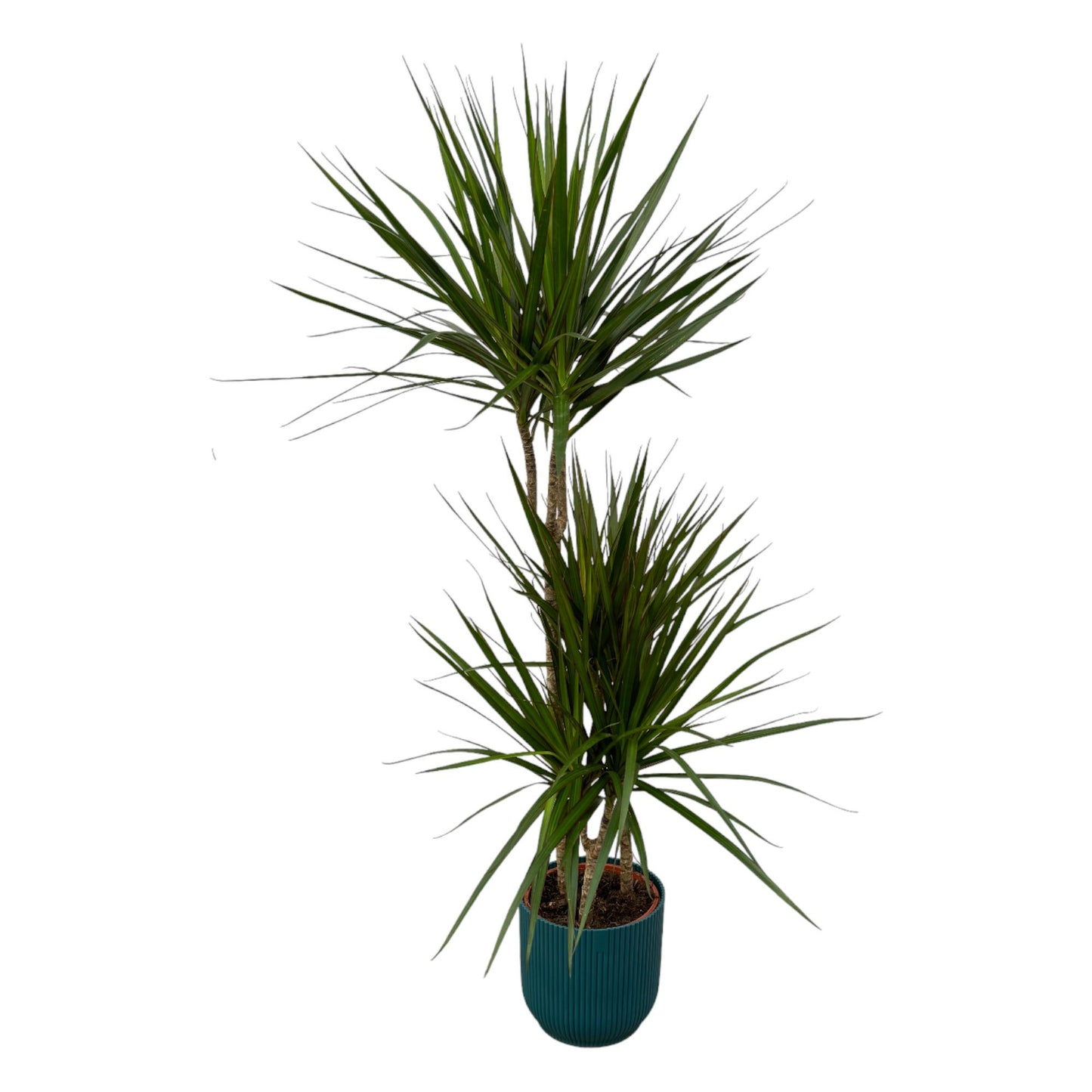 Drachenbaum Marginata 120 cm mit modernem Topf