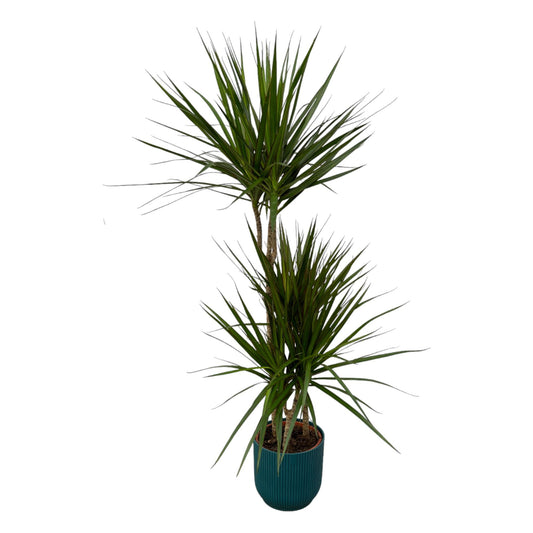 Drachenbaum Marginata 120 cm mit modernem Topf