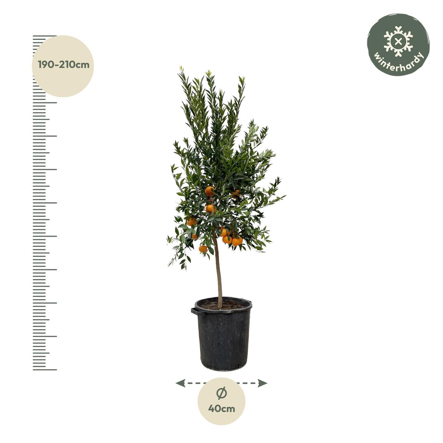Mandarinenbaum 200 cm – Mediterrane Kübelpflanze für sonnige Oasen