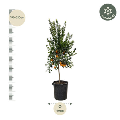 Mandarinenbaum 200 cm – Mediterrane Kübelpflanze für sonnige Oasen