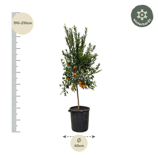 Mandarinenbaum 200 cm – Mediterrane Kübelpflanze für sonnige Oasen