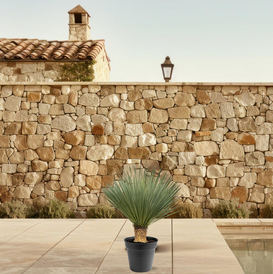 Yucca Rostrata – Blaue Yucca Palme 80-100 cm