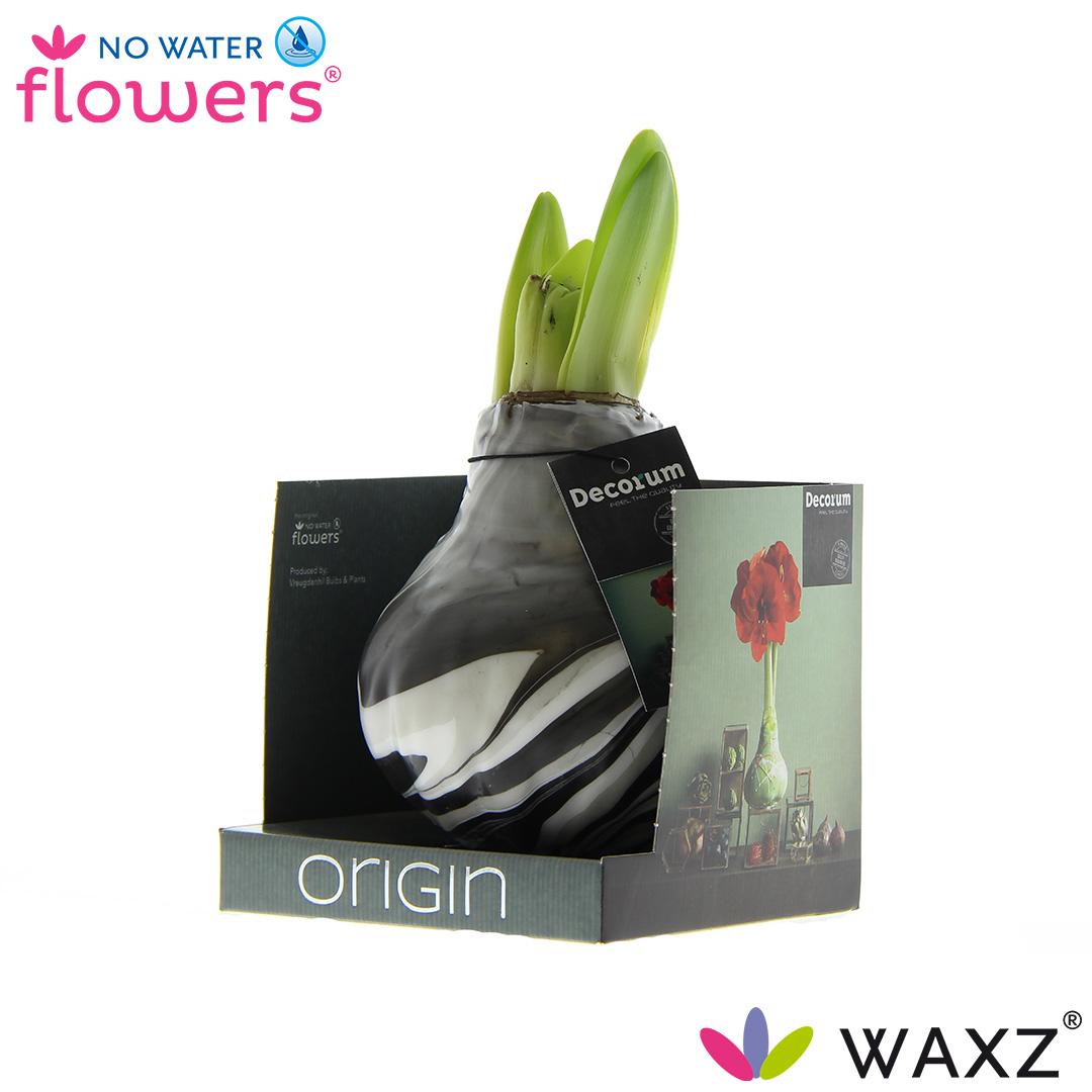 No Water Flowers Waxz® Artooz Earth Black Boxz(Decorum) - ↕15cm